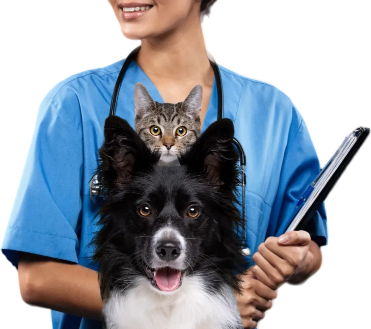 Graphic portraying a veterinary professional wearing a stethescope and holding a laptop, standing behind a cat and dog.